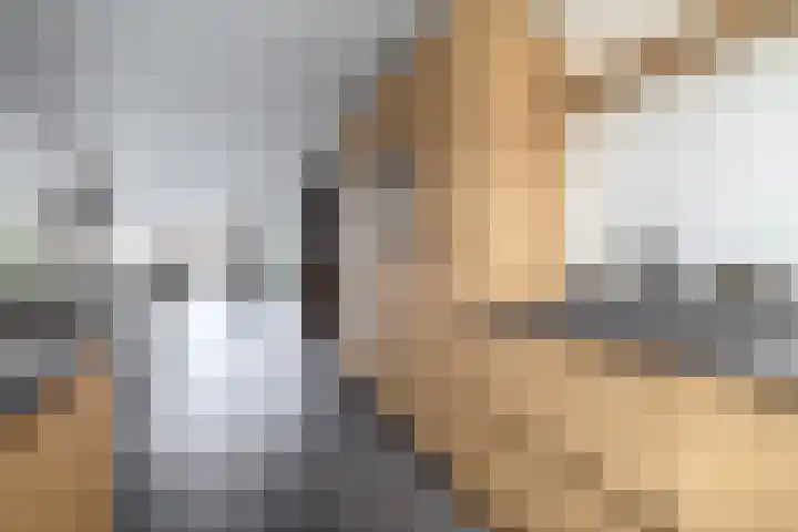 Koolmees 32 Sprang-Capelle thumbnail 17