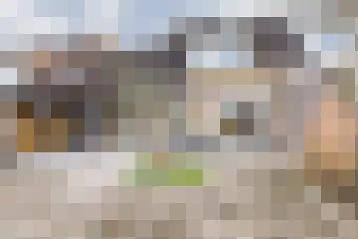 Koolmees 33 Breda thumbnail 5