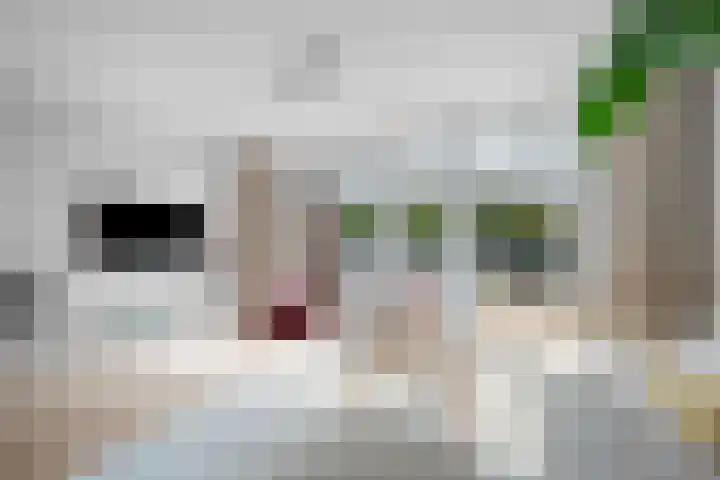 Koolmees 33 Emmen thumbnail 8