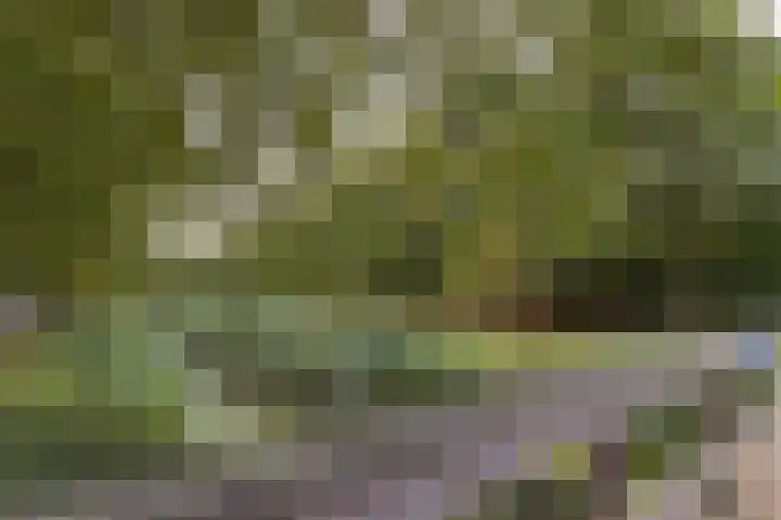 Koolmees 37 Hoorn thumbnail 41