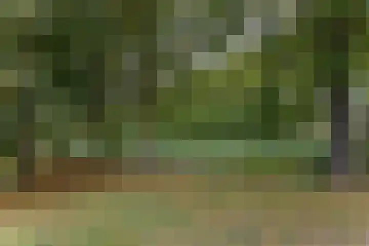 Koolmees 37 Hoorn thumbnail 43