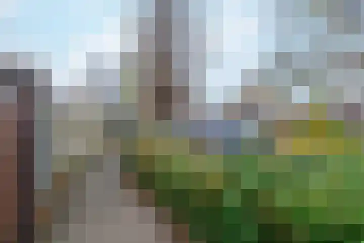 Koolmees 38 IJsselmuiden thumbnail 41