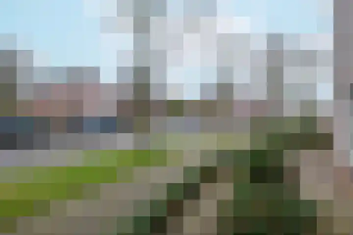 Koolmees 38 IJsselmuiden thumbnail 44