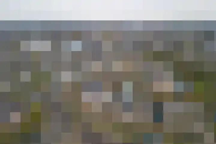 Koolmees 38 IJsselmuiden thumbnail 47