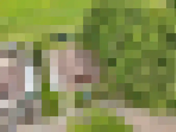 Koolmees 41 Sommelsdijk