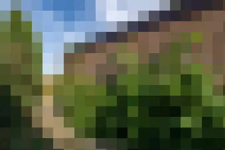 Koolmees 41 Sommelsdijk thumbnail 22