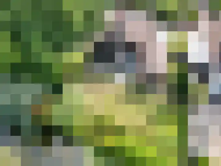 Koolmees 41 Sommelsdijk thumbnail 5