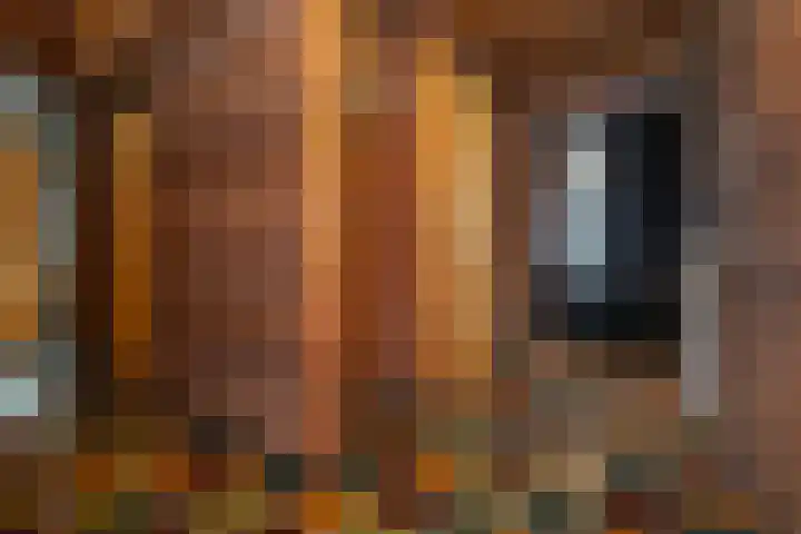 Koolmees 41 Sommelsdijk thumbnail 6