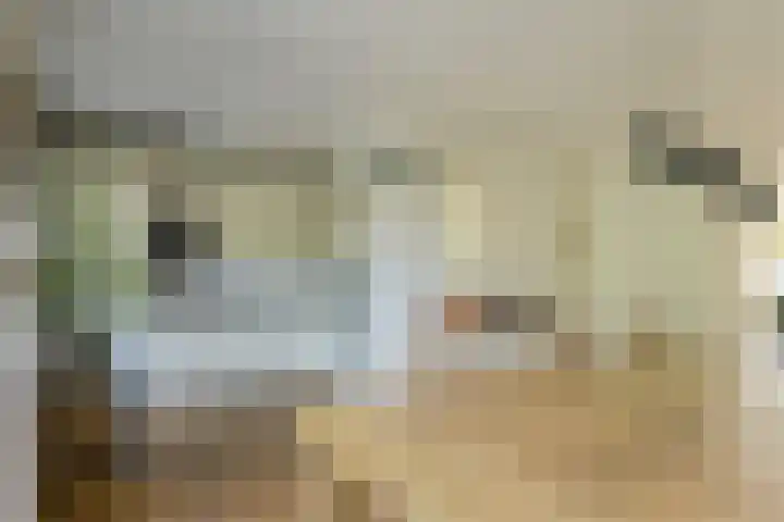 Koolmees 49 Breda thumbnail 12