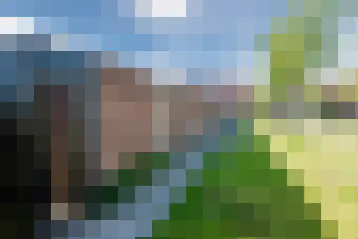 Koolmees 56 Hoorn thumbnail 40