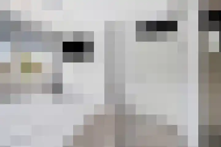 Koolmees 58 Ridderkerk thumbnail 15