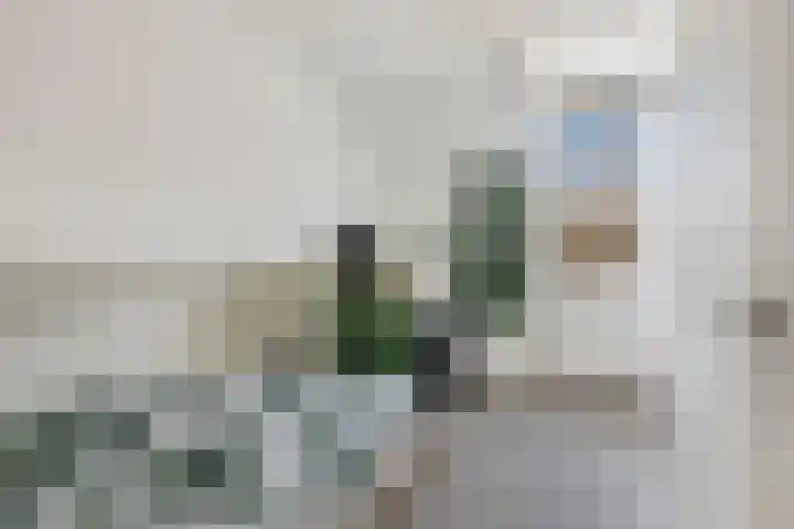 Koolmees 59 Hoorn thumbnail 14