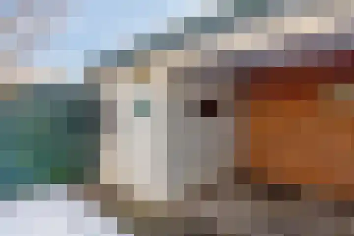 Koolmees 59 Hoorn thumbnail 18