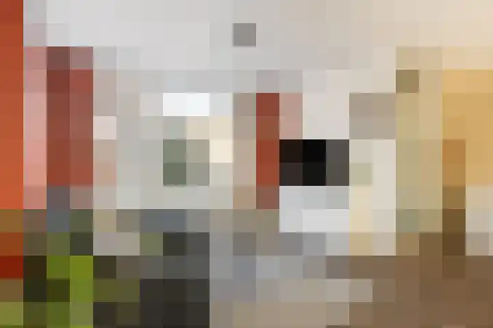 Koolmees 59 Hoorn thumbnail 7