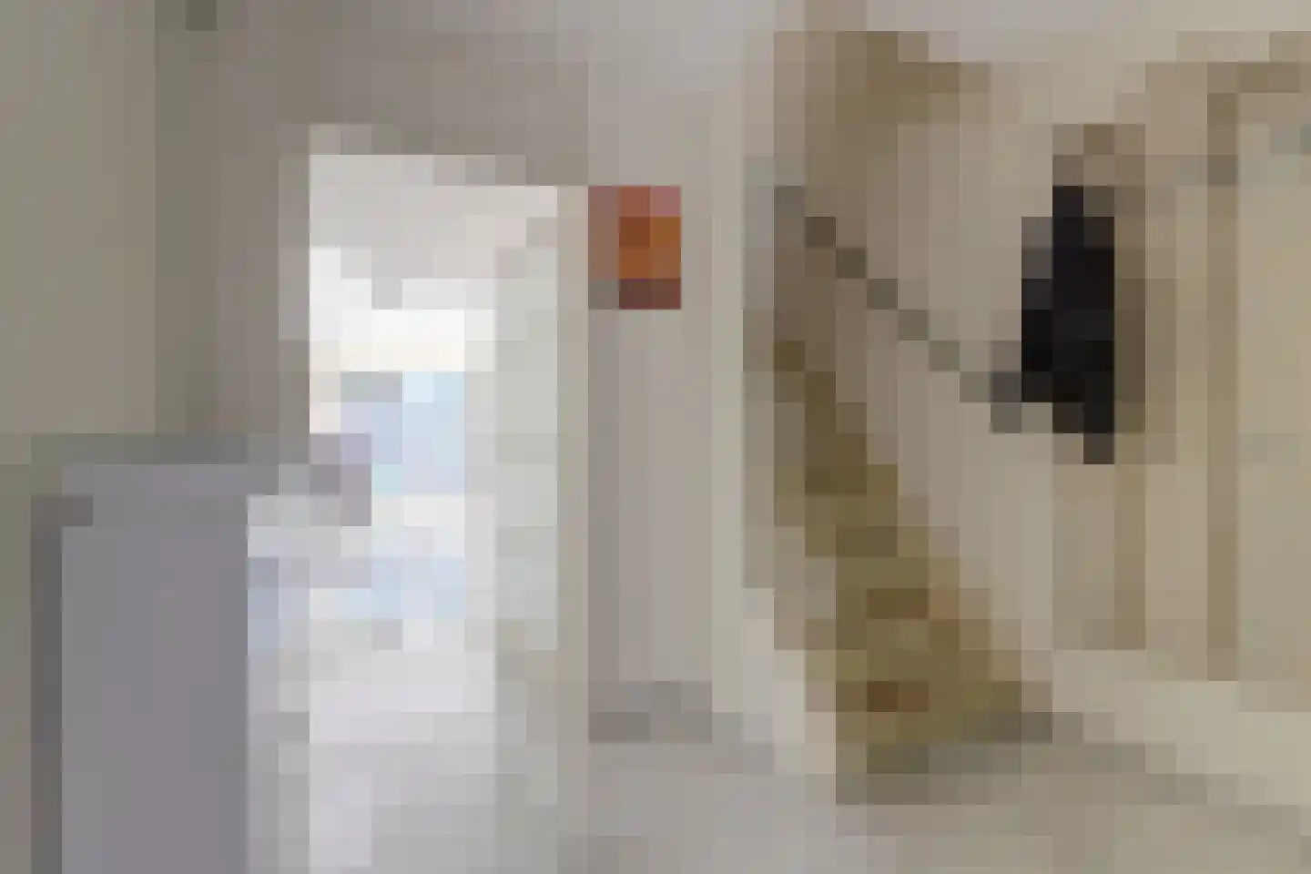 Koolmees 6 De Lier thumbnail 10