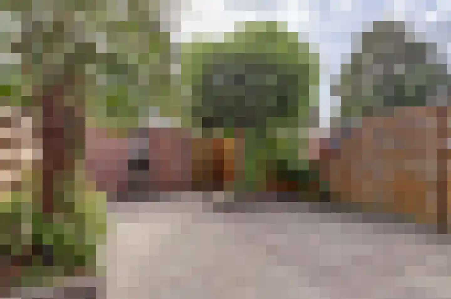 Koolmees 6 De Lier thumbnail 40