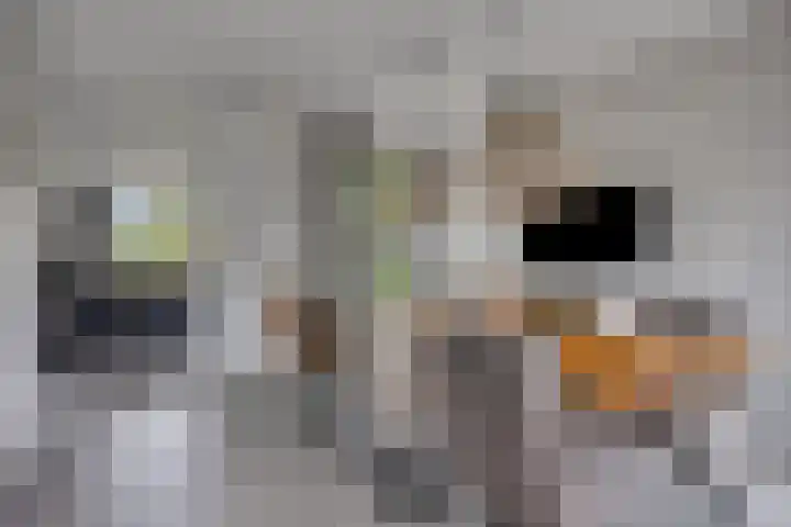 Koolmees 6 Mierlo thumbnail 21