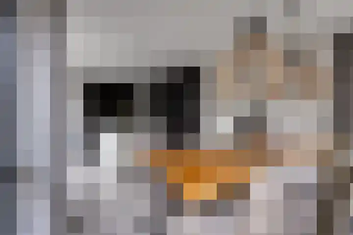 Koolmees 6 Mierlo thumbnail 22