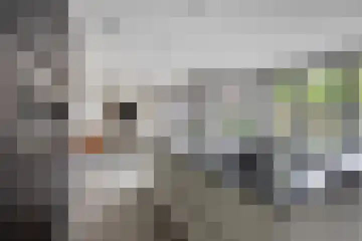 Koolmees 6 Mierlo thumbnail 25