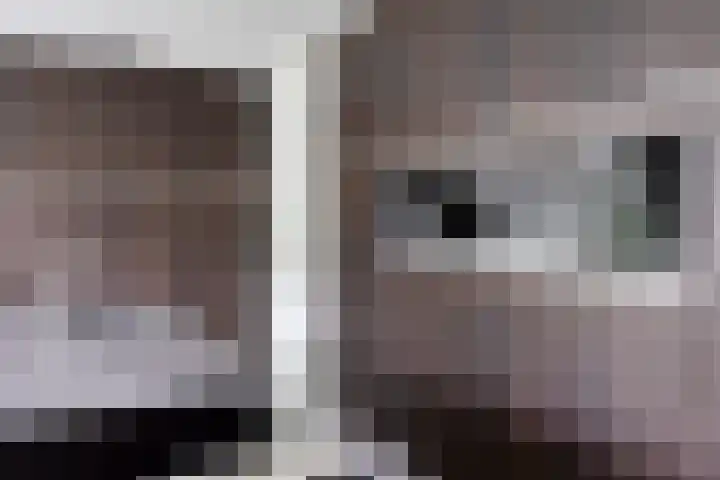 Koolmees 6 Mierlo thumbnail 28