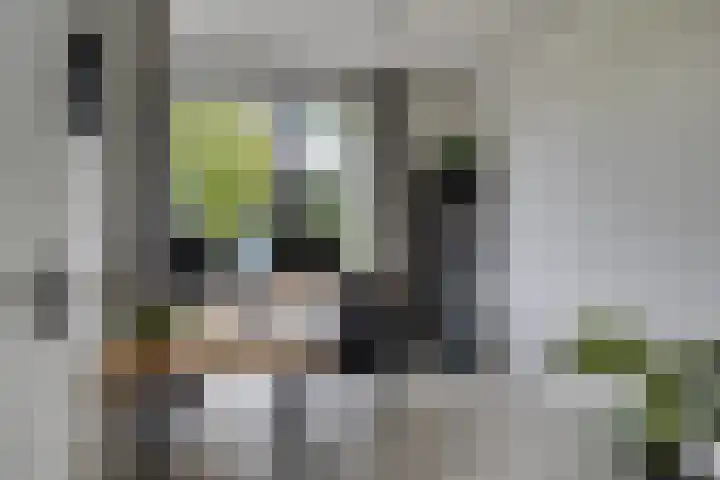 Koolmees 6 Mierlo thumbnail 33