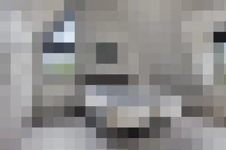 Koolmees 6 Mierlo thumbnail 4