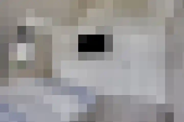Koolmees 6 Mierlo thumbnail 41