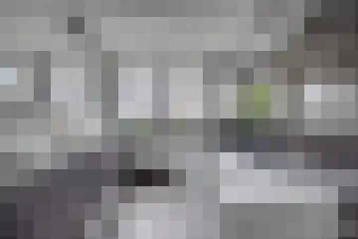 Koolmees 6 Mierlo thumbnail 5