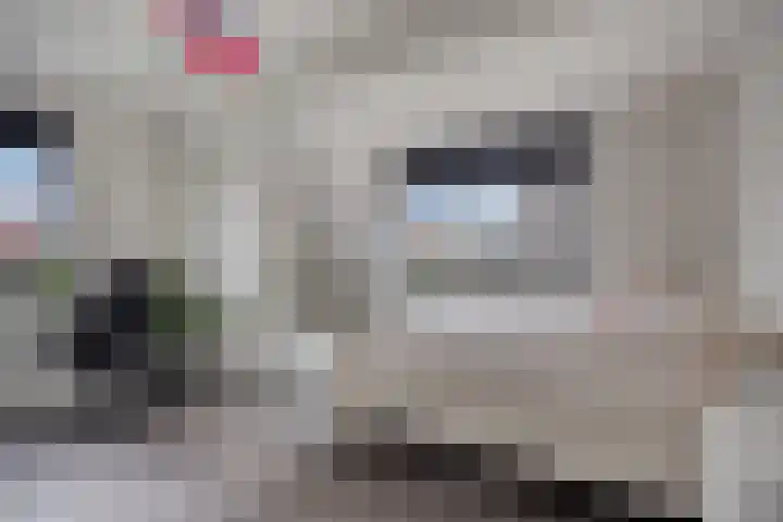 Koolmees 6 Mierlo thumbnail 52