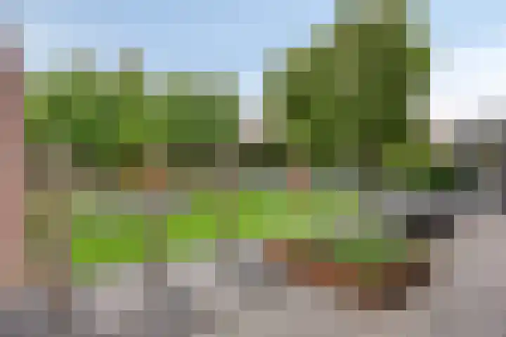 Koolmees 6 Mierlo thumbnail 57