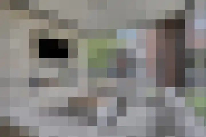 Koolmees 6 Mierlo thumbnail 65