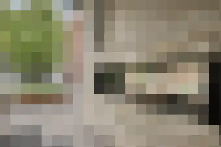 Koolmees 6 Mierlo thumbnail 70
