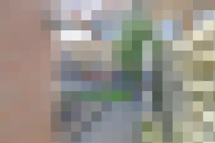 Koolmees 7 De Lier thumbnail 32