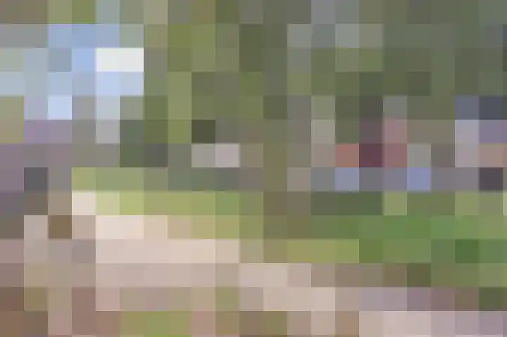 Koolmees 7 De Lier thumbnail 38