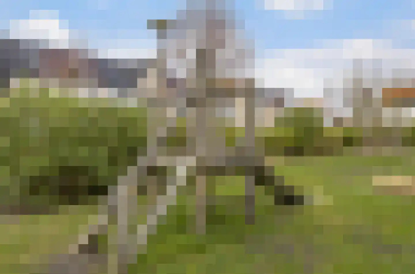 Koolraap 14 Roelofarendsveen thumbnail 20