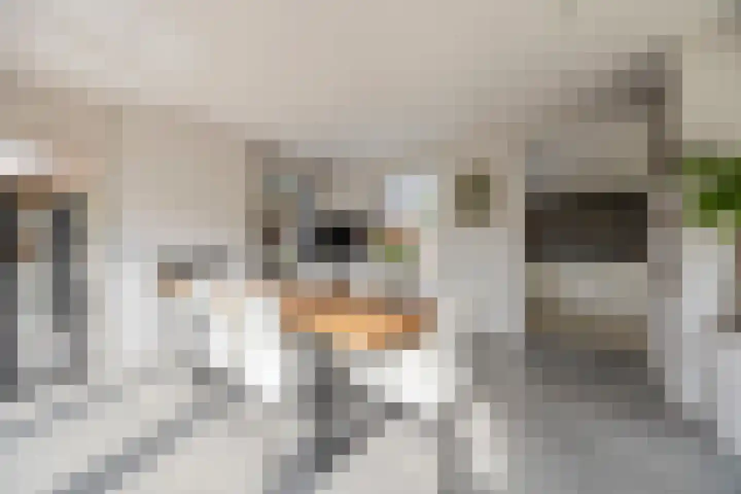 Koolwitje 2 Oosterhout thumbnail 16