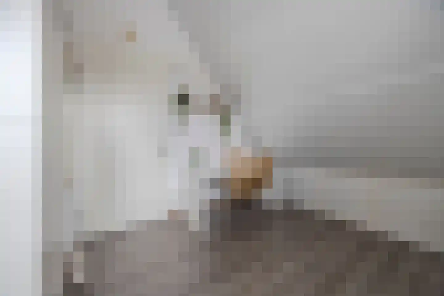 Koolwitje 2 Oosterhout thumbnail 40