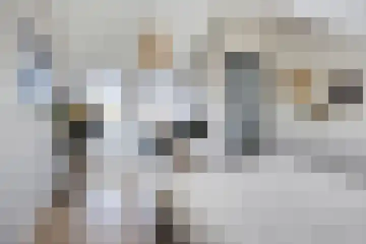 Koolwitje 21 Apeldoorn thumbnail 27