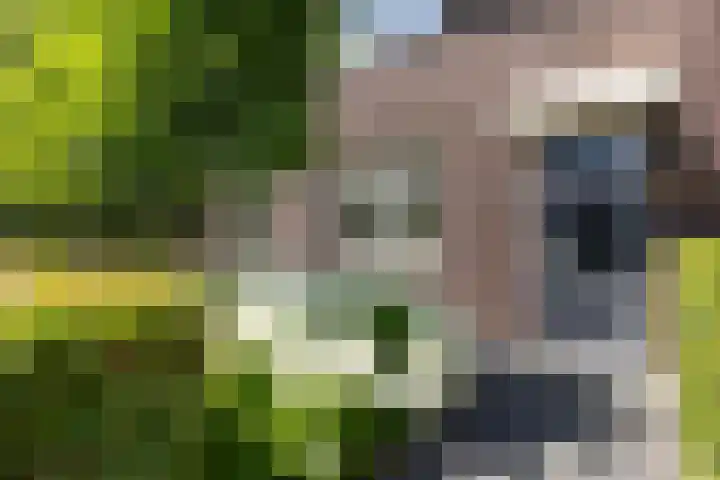 Koolwitje 33 Apeldoorn thumbnail 25