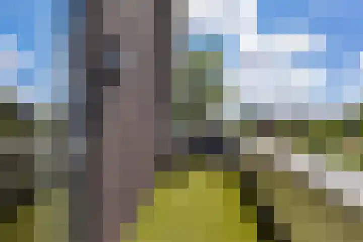 Koolwitje 33 Apeldoorn thumbnail 37