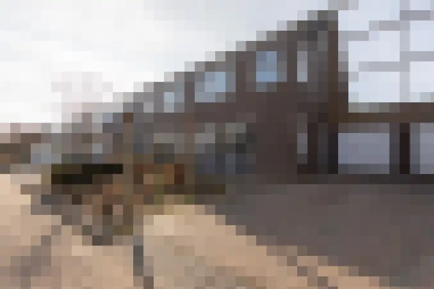 Koolwitje 4 Sneek
