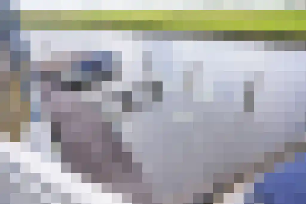 Koolwitje 54 Sneek thumbnail 23