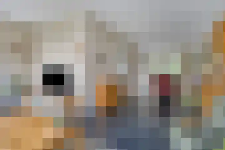 Koolwitje 6 Oosterhout thumbnail 7