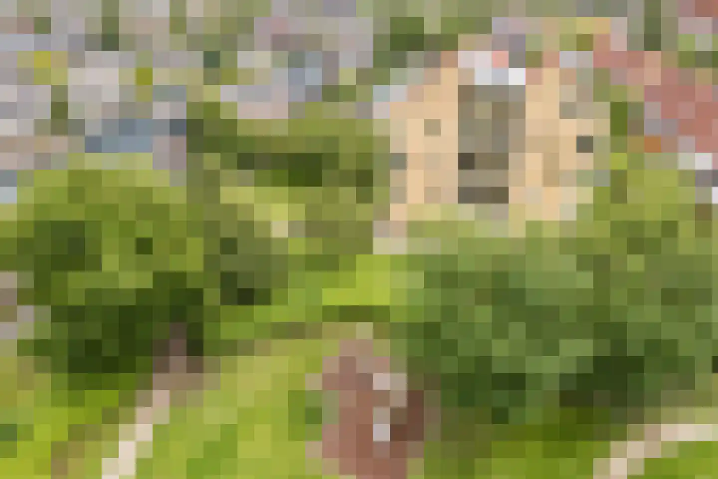 Koolwitjeshof 47 Utrecht thumbnail 58