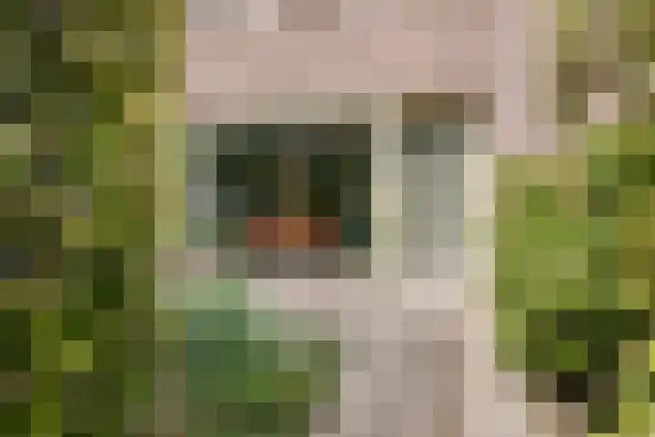 Koolwitjeslaan 39 Utrecht thumbnail 39