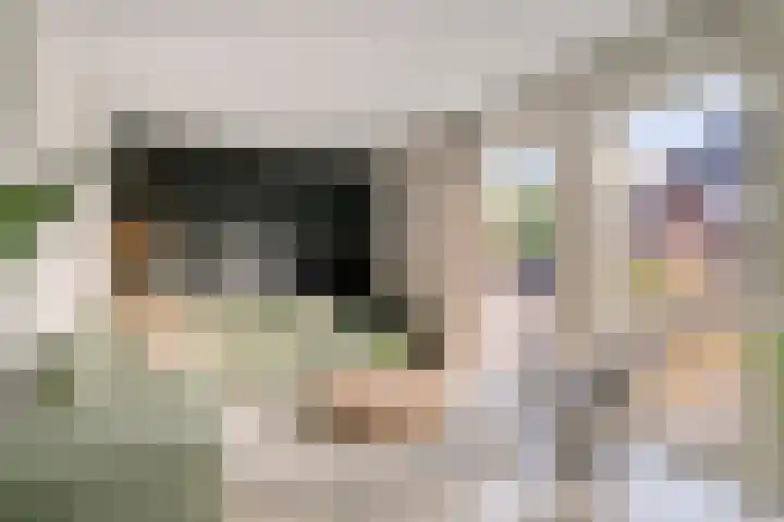 Koolzaadakker 11 Heino thumbnail 10