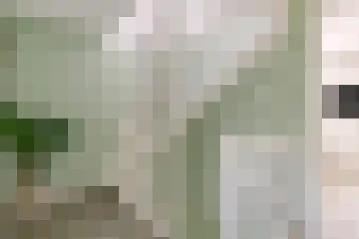 Koolzaadakker 11 Heino thumbnail 21