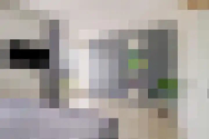 Koolzaadakker 11 Heino thumbnail 24