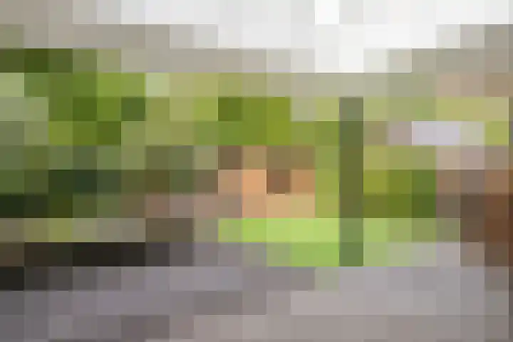 Koolzaadakker 11 Heino thumbnail 40