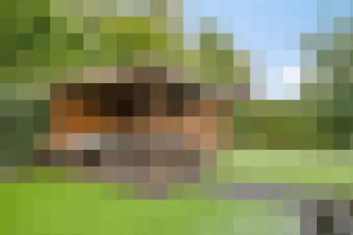Koolzaadakker 11 Heino thumbnail 42